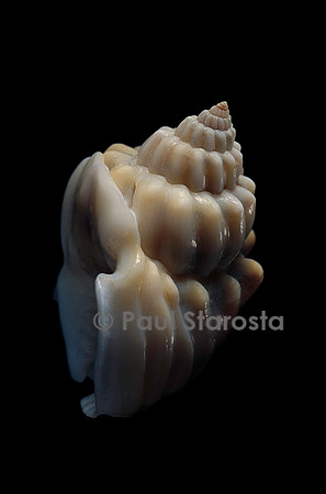 Nassarius arcularius