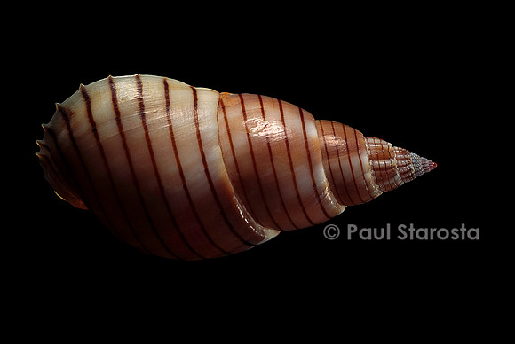 Nassarius glans