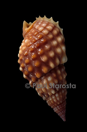 Nassarius papillosus