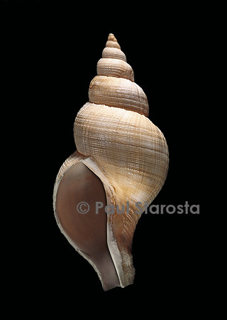 Neptunea contraria