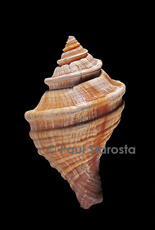 Neptunea lyrata