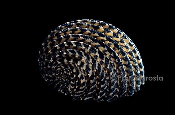 Nerita exuvia