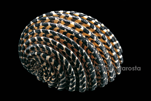 Nerita exuvia