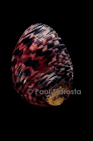 Nerita peleronta
