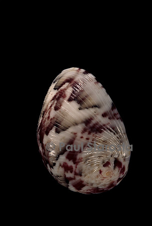 Nerita polita