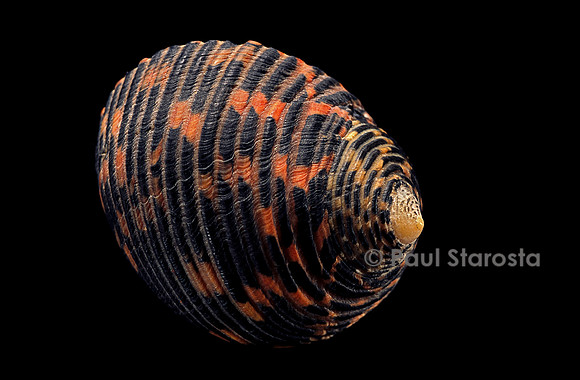 Nerita scabricosta