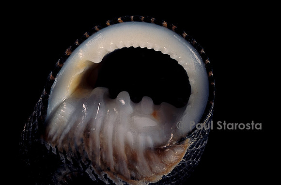 Nerita scabricosta