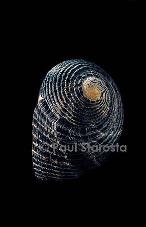 Nerita scabricosta