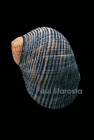 Nerita scabricosta