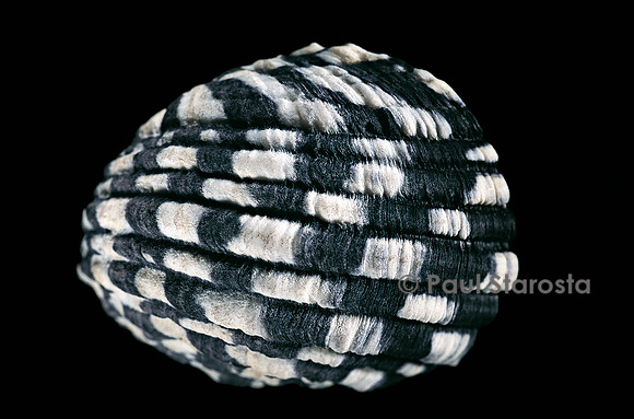 Nerita textilis