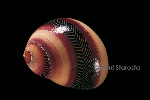 Neritina communis