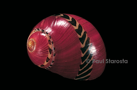 Neritina communis