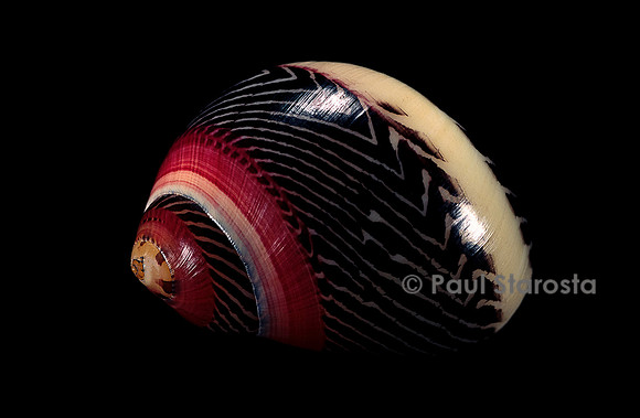 Neritina communis