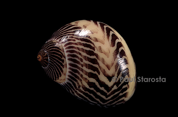 Neritina communis