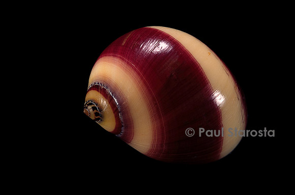Neritina communis
