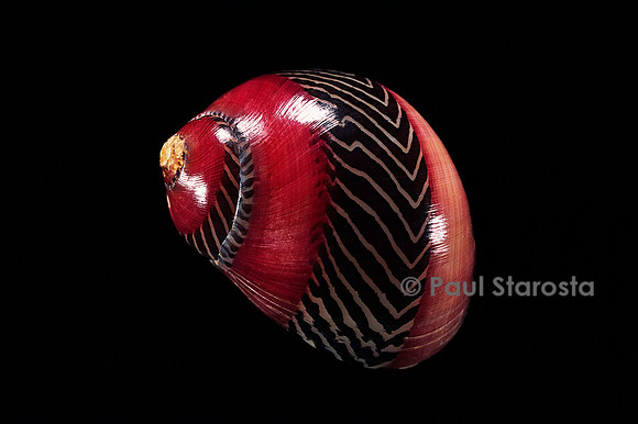Neritina communis