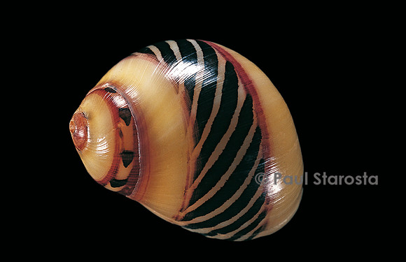 Neritina communis