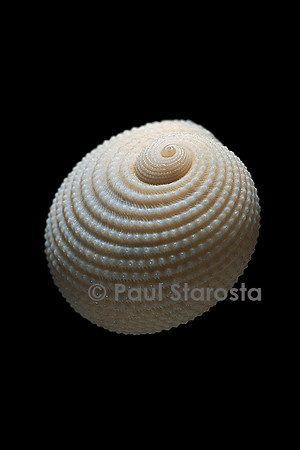 Neritopsis radula