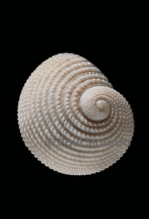 Neritopsis radula