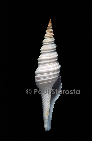 Nihonia australis