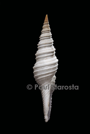 Nihonia australis