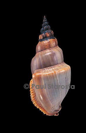 Northia pristis