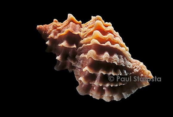 Nucella lamellosa