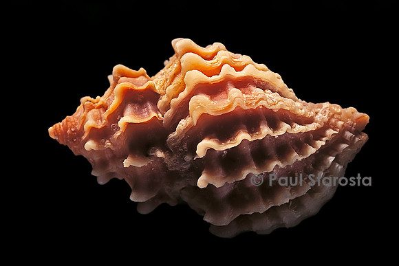 Nucella lamellosa