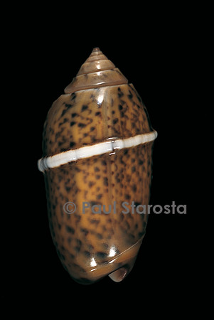 Oliva oliva