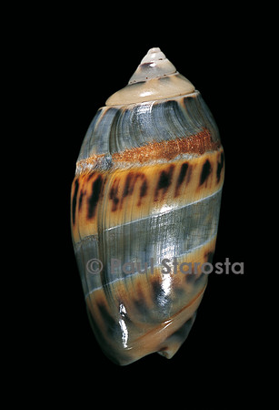 Olivancillaria gibbosa