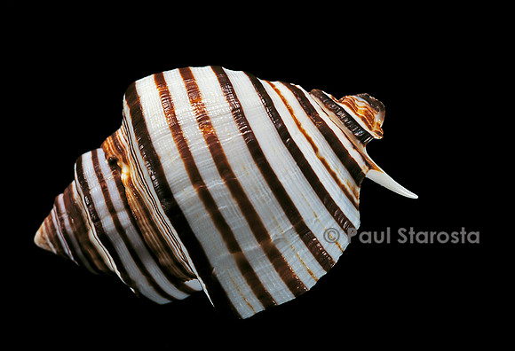 Opeatostoma pseudodon