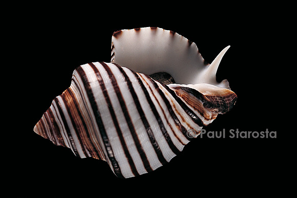 Opeatostoma pseudodon