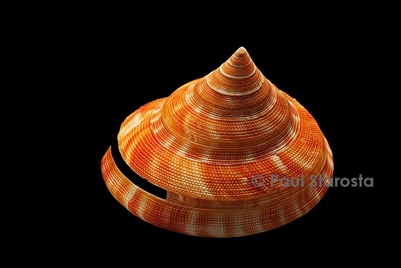Perotrochus vicdani