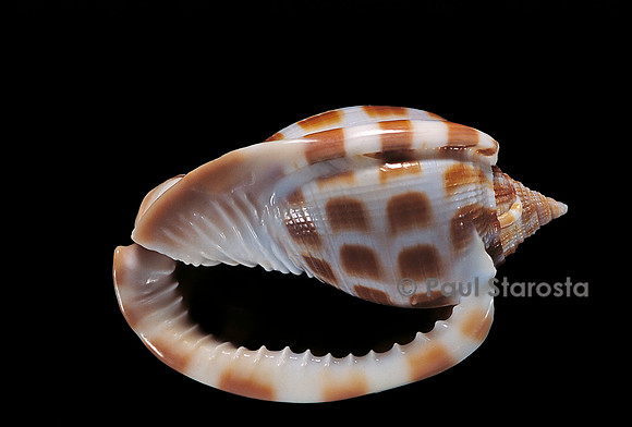 Phalium areola