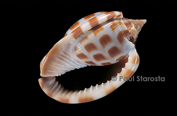 Phalium areola