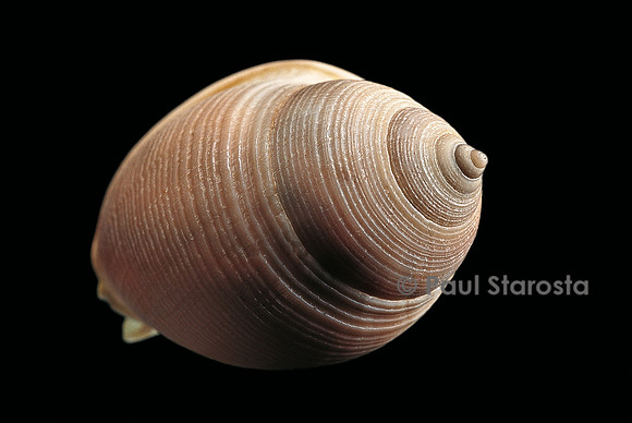 Phalium craticulatum