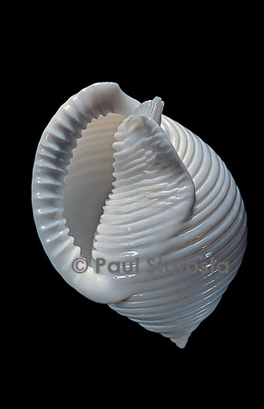 Phalium umbilicatum
