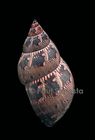 Phasianella australis