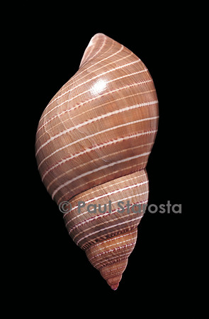 Phasianella australis