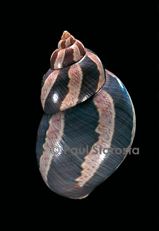 Phasianella australis