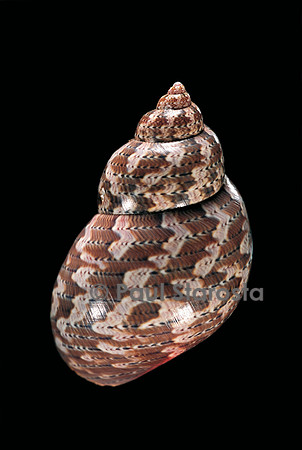 Phasianella australis