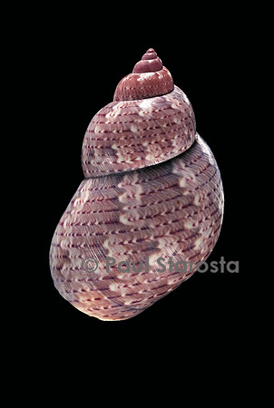 Phasianella australis
