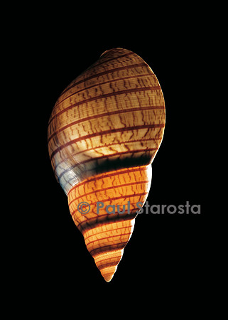 Phasianella australis