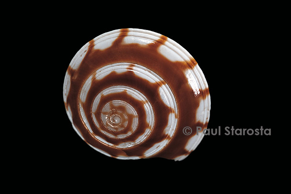 Philippia radiata