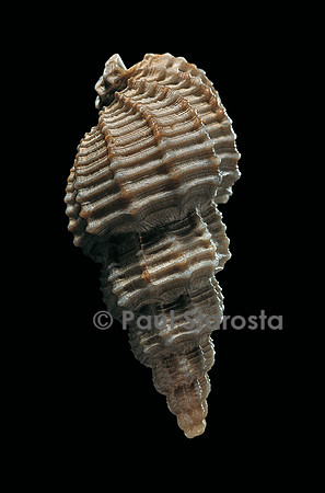 Phos senticosus