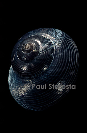 Photinula caerulescens