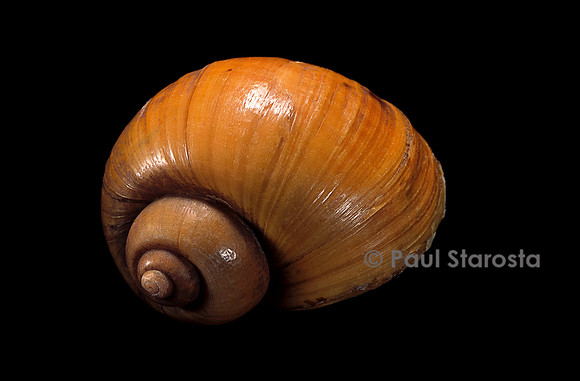 Pila ampullacea