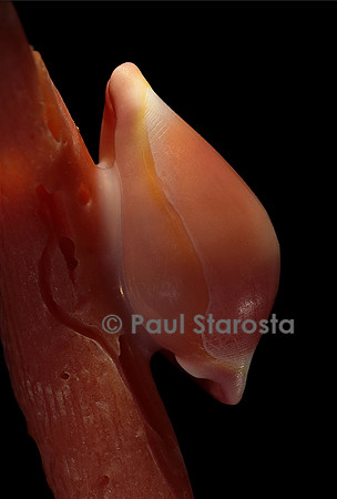 Pseudosimnia carnea