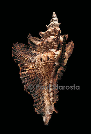 Pterynotus acanthopterus
