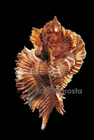 Pterynotus miyokoae